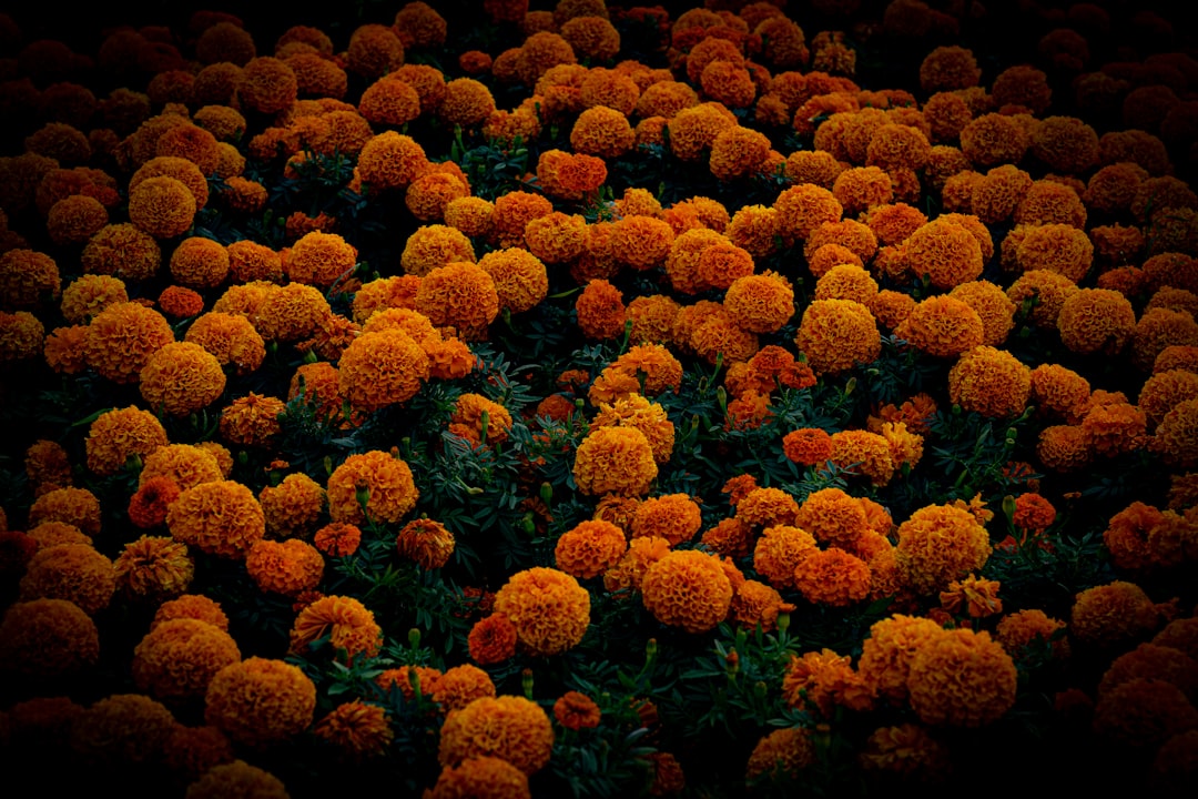 Diagnostyka molekularna w onkologii - dlaczego badanie BRCA1 jest tak ważne?